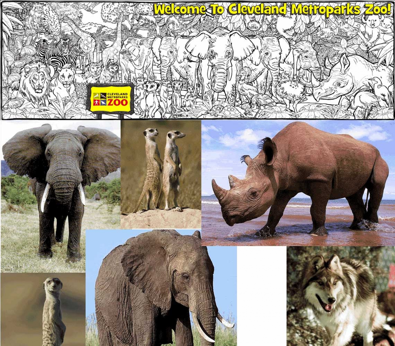 Example of New Illustration--Cleveland Zoo - 5001